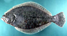 A picture of a fluke